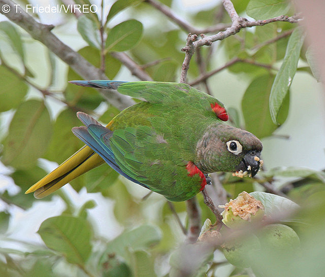 Blaze-winged Parakeet f26-7-014.jpg